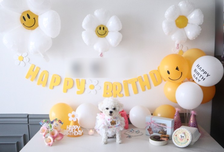 강아지 생일파티 댕댕이 생일케이크 송이 2살 생일 축하해