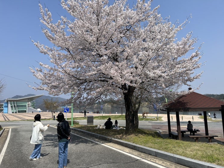  충주 탄금호 조정경기장 <주말 피크닉>, [탄금호배 조정경기 기간], {2024 파리올림픽 예선 조정대회}