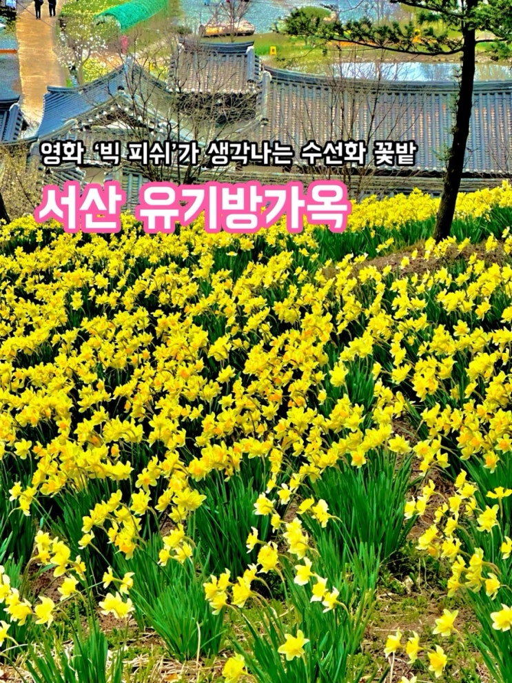 서산 유기방가옥_영화 ‘빅 피쉬’가 생각나는 수선화 꽃밭