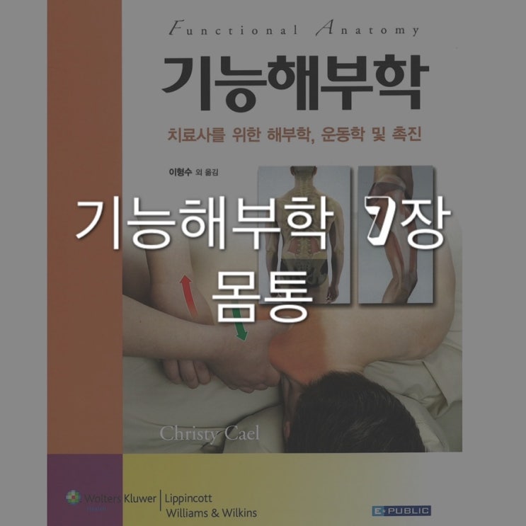  기능해부학 7장 - 몸통