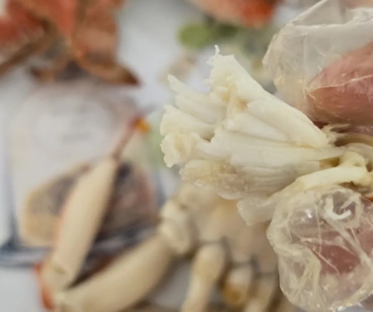  꽃게찜 간단하고 맛있게 야들야들하게 만드는 법 (꽃게철, 시간, 불온도)