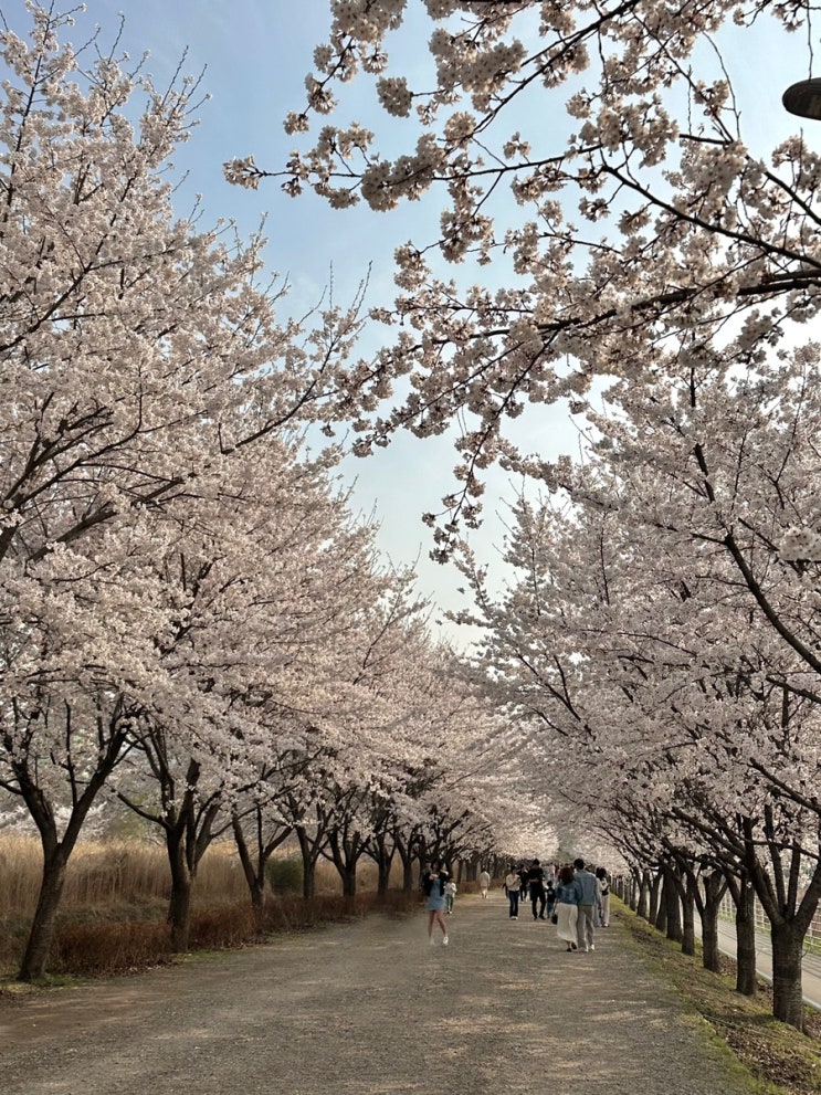  경기도 하남 벚꽃명소 덕풍천 벚꽃 (주차, 실시간개화, 만개시기)