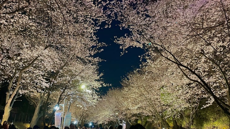  [인천] 인천대공원 범시민 벚꽃축제/ 인천대공원 벚꽃 현황 (24.04.06)