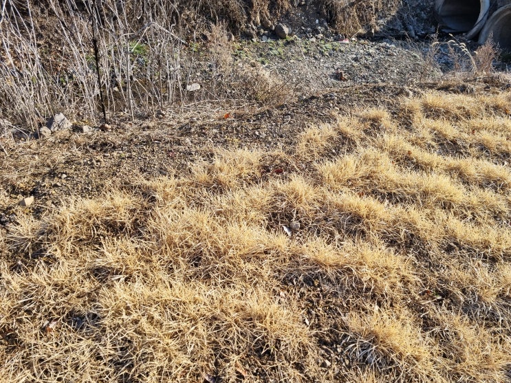  서울 반려묘 고양이 장례식장 펫 법연사