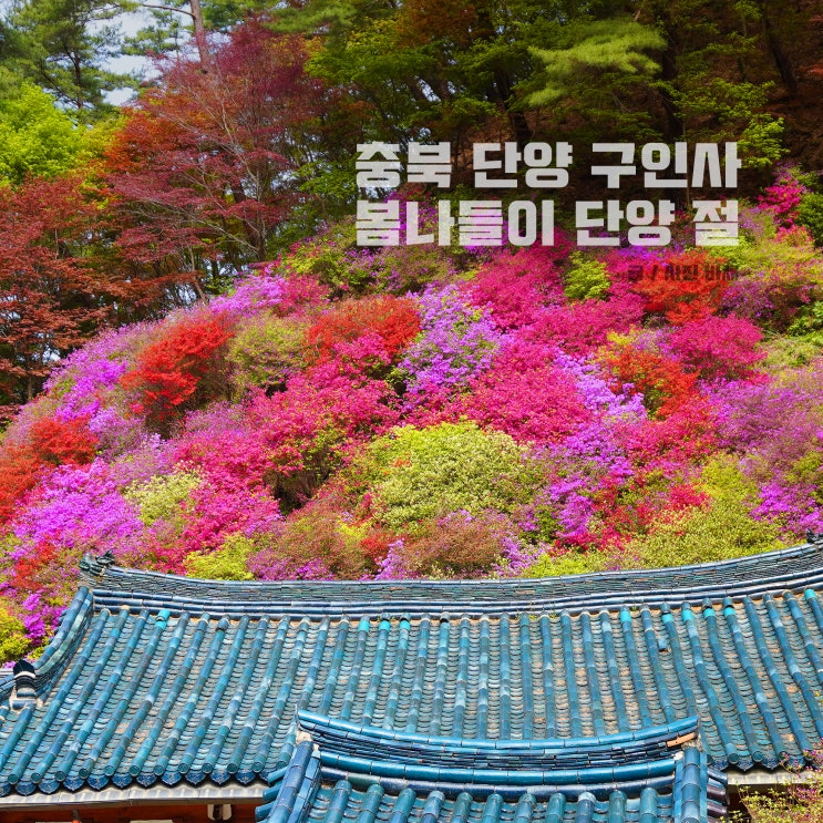  충북 단양 구인사, 주차장 소요 시간 단양 절 봄나들이
