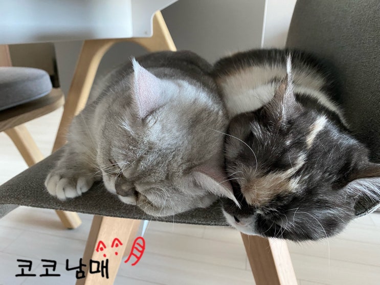  코코남매 일상 - 털 밀기 전