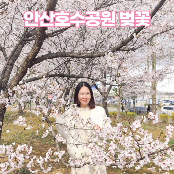 안산호수공원 2024 벚꽃 명소 피크닉존 안산호수공원 2024 벚꽃 명소 피크닉존