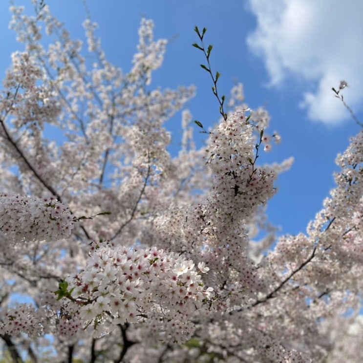  소공 취업 일주 일차 벚꽃이 휘날립니다