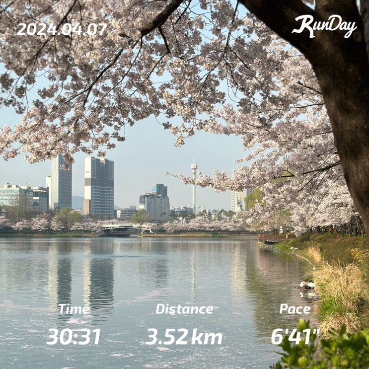  서울 잠실 나들이 추천 벚꽃 만개한 2024 석촌호수 일요일 아침 벚꽃 구경하며 런데이하고 산책 리뷰.