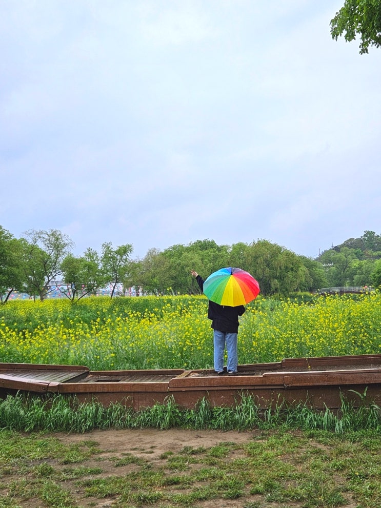  4월 5월 경주 여행 가볼만한곳 금장대 유채꽃밭 산책로 나룻배 포토존 위치