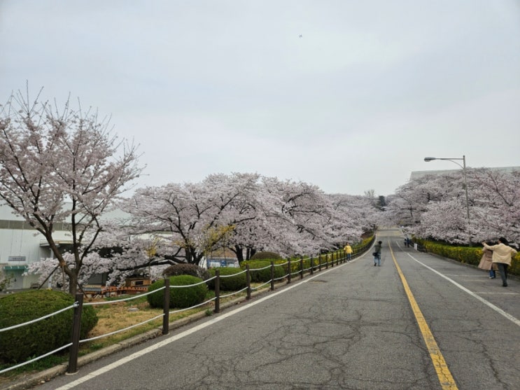 [인천SK석유화학 벚꽃동산 후기/인천여행/서구여행/원창동여행/벚꽃구경] 인천SK석유화학 벚꽃동산 후기