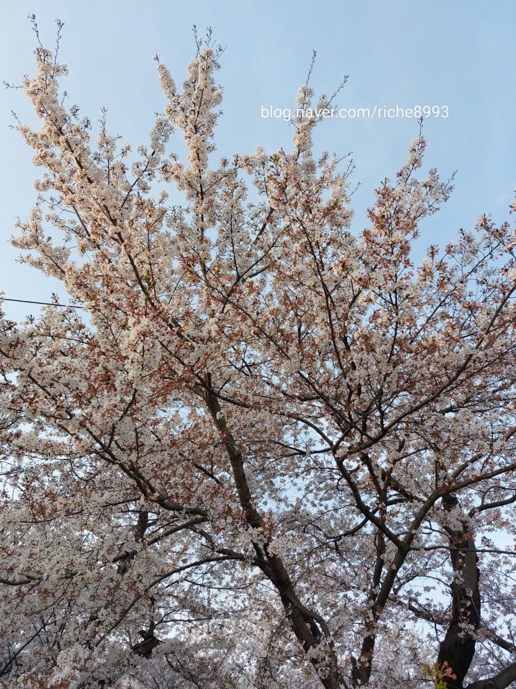  부산근교 작천정 드라이브 벚꽃시즌 즐기기