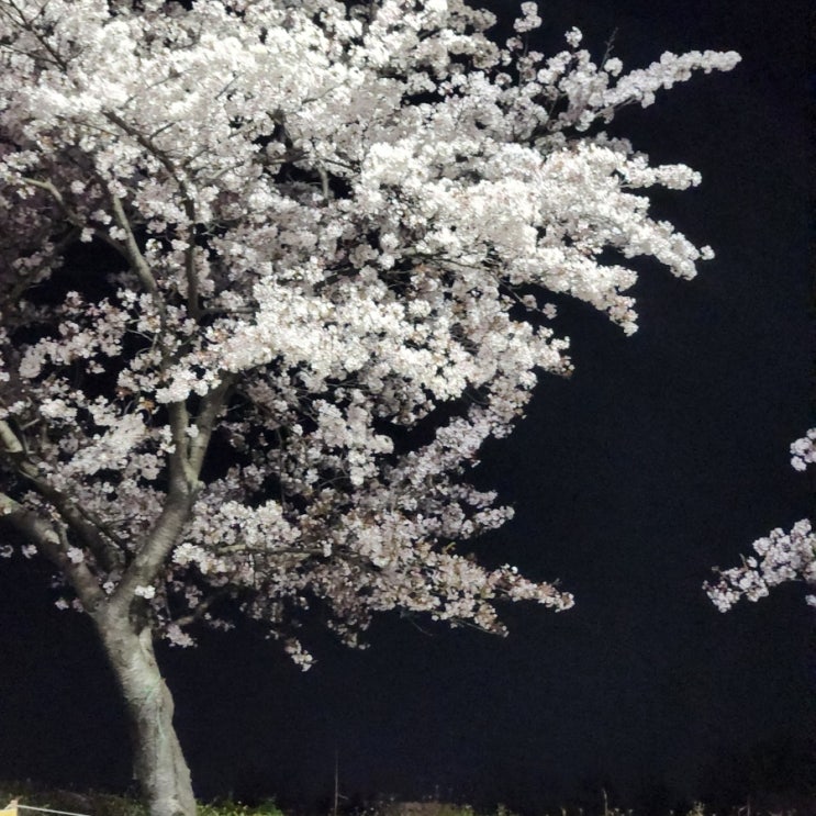  봄에는 꽃구경