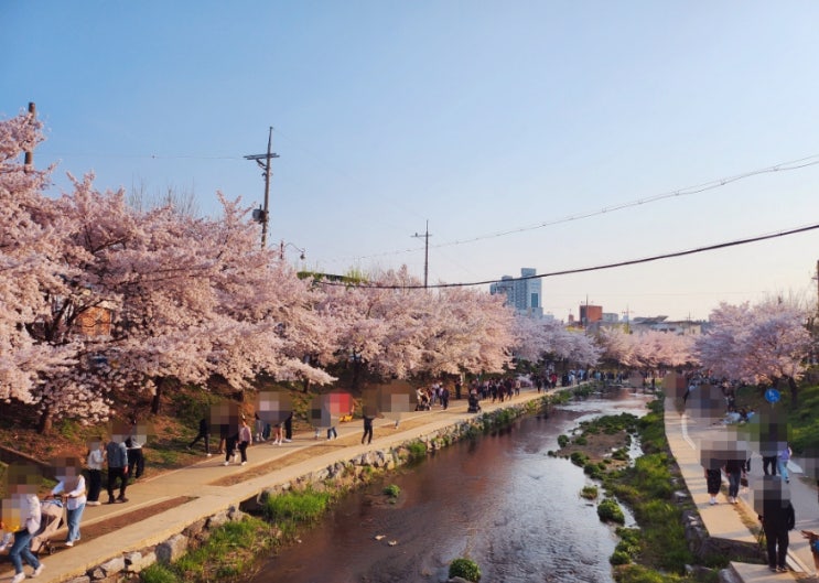  천안 벚꽃 볼만한 곳 짧은 산책로 원성천