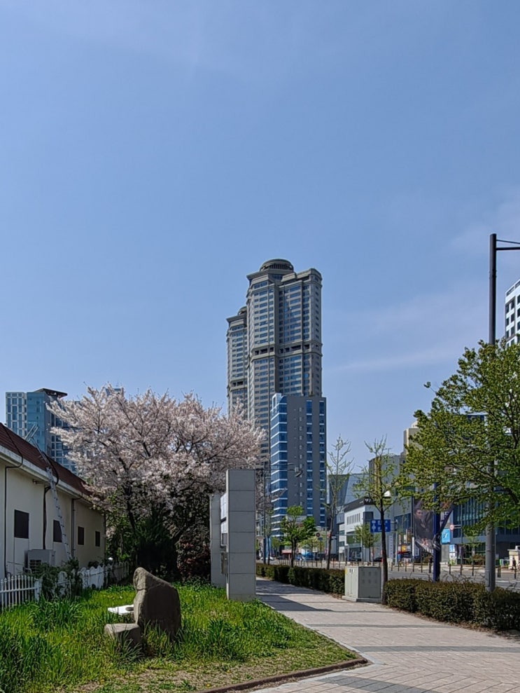  울산 시내 벚꽃 구경