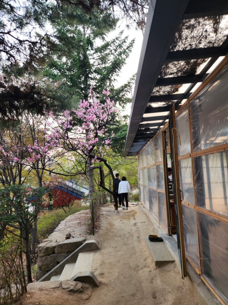  삼성동 봉은사 실시간 홍매화 벚꽃 구경