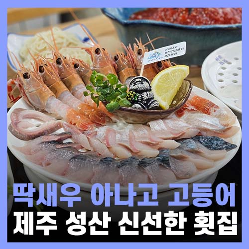  제주 성산 횟집 신선하고 맛있던 고등어회 딱새우 아놔고