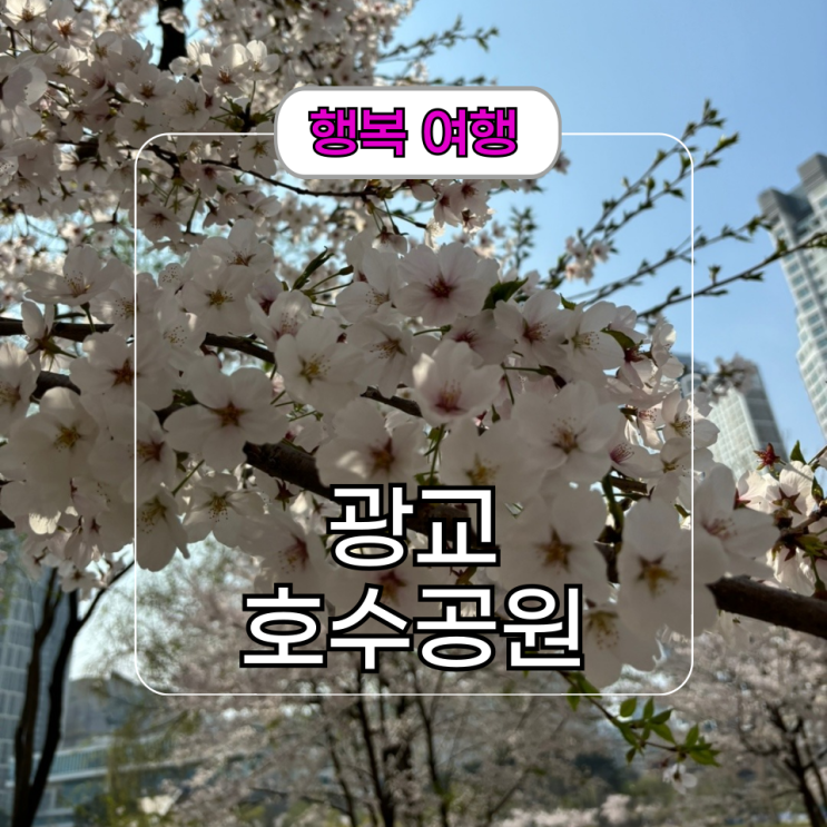  [광교 호수공원] 실시간 벚꽃 보고 사진 명소 알아보기