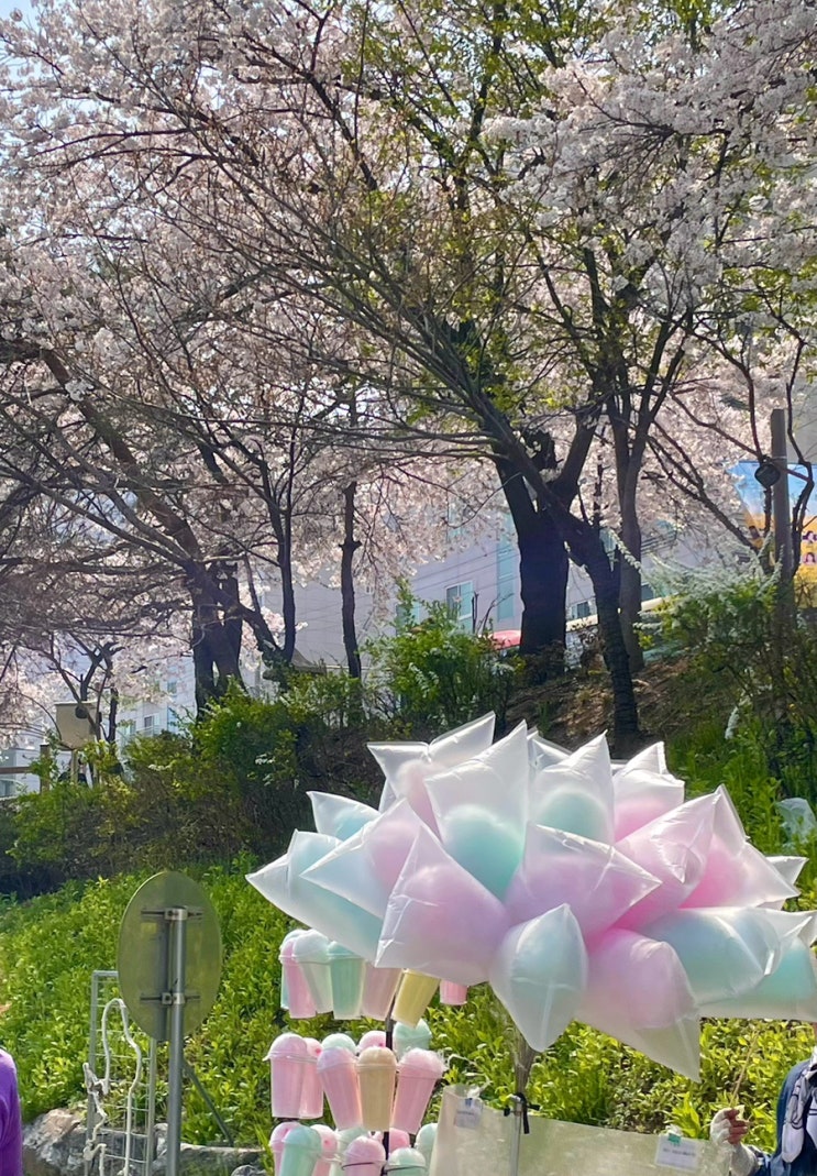  은평구 불광천 벚꽃산책길