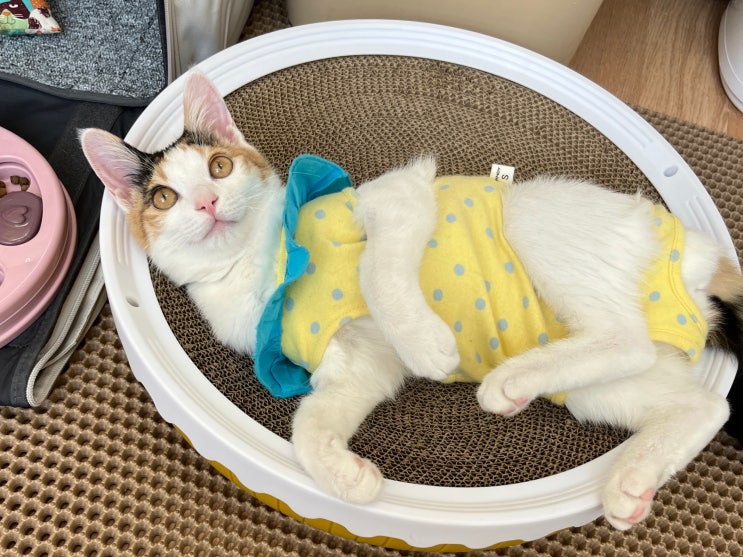  고양이 환묘복 사이즈 팁!
