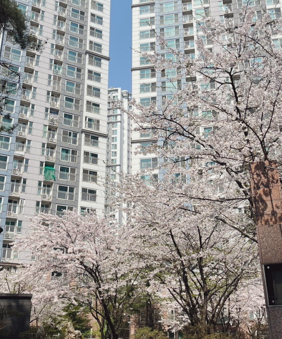 광명 벚꽃명소 안양천 산책길, 우리가족의 벚꽃 나들이. 광명 벚꽃명소 안양천 산책길, 우리가족의 벚꽃 나들이.