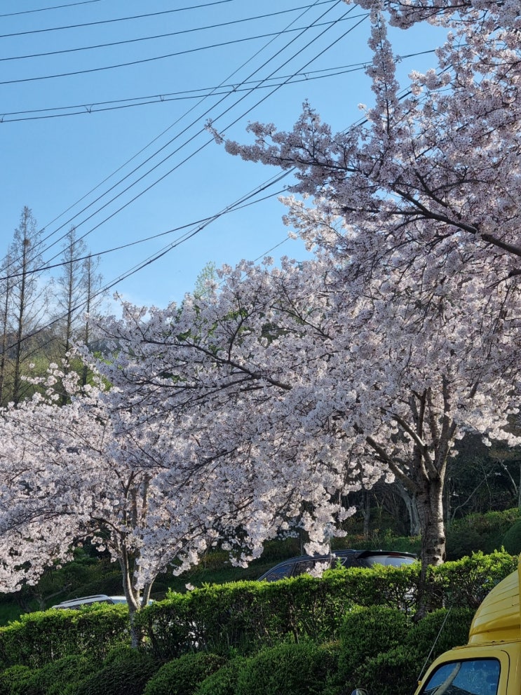  목포 유성횟집 / 유달산 벚꽃 / 뜨거운 주말  불태웠다 킥 / 오리날개튀김