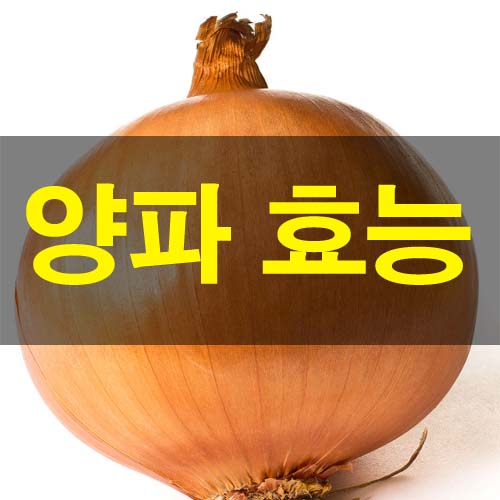  양파 효능 및 부작용 하루 권장량 과다 복용 많은 음식