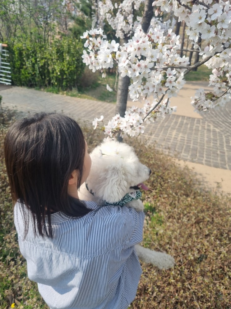  슈니랑 벚꽃구경