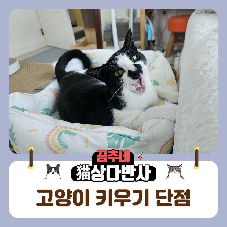  고양이 키우기 단점과 집사마인드