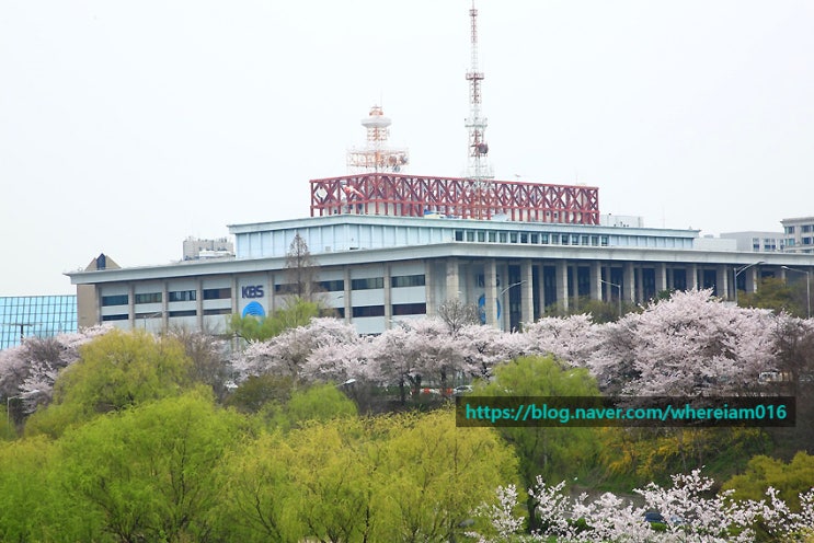 한강 서울 벚꽃 , 안양천 산책로 선유도공원 처진올벚나무