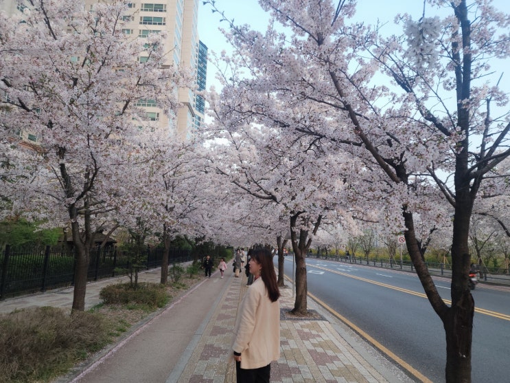  여의도 벛꽃 숨은 명소 추천 윤중로 말고 샛강역