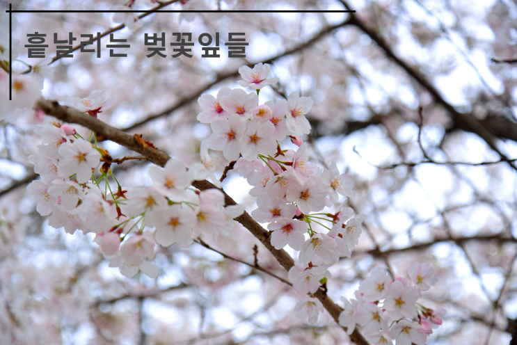  흩날리는 벚꽃잎들