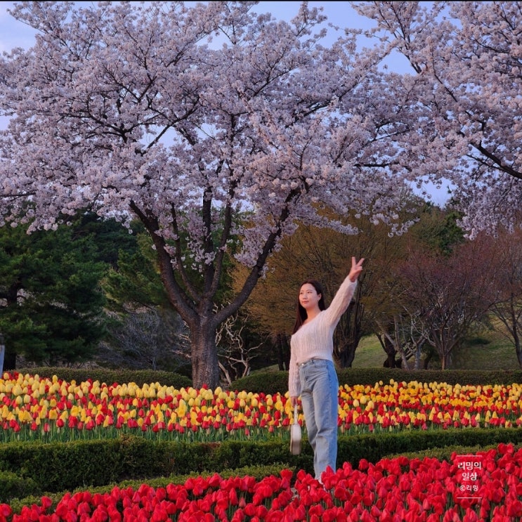 울산대공원 봄나들이 4월 튤립, 벚꽃 정보
