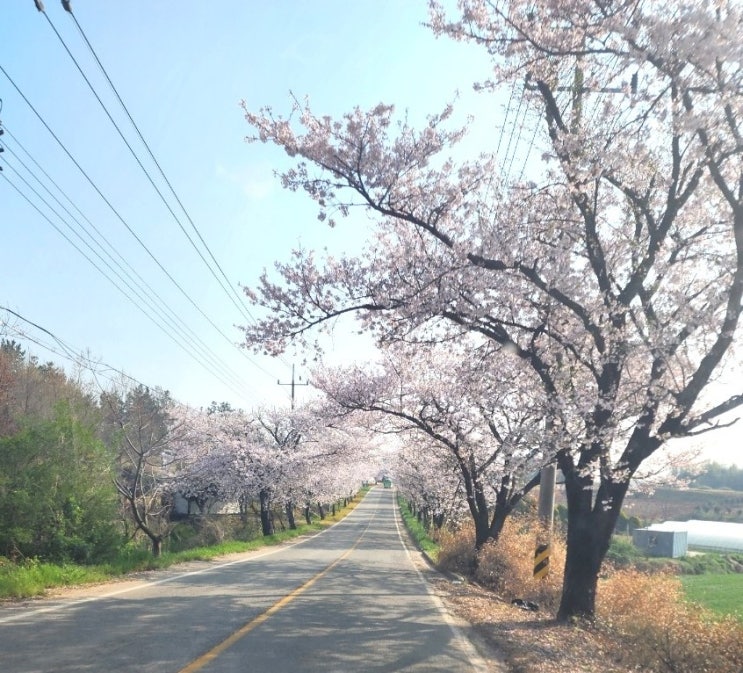  주말 벚꽃구경 아니고 시제날