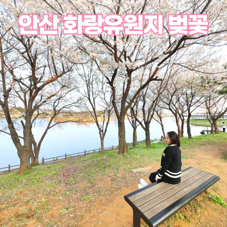 안산 화랑유원지 화정천 2024 벚꽃 안산 화랑유원지 화정천 2024 벚꽃