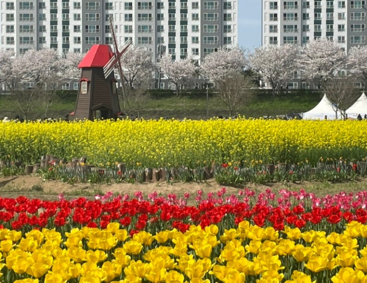  창녕 남지유채꽃축제 4월 꽃구경 개화 상태