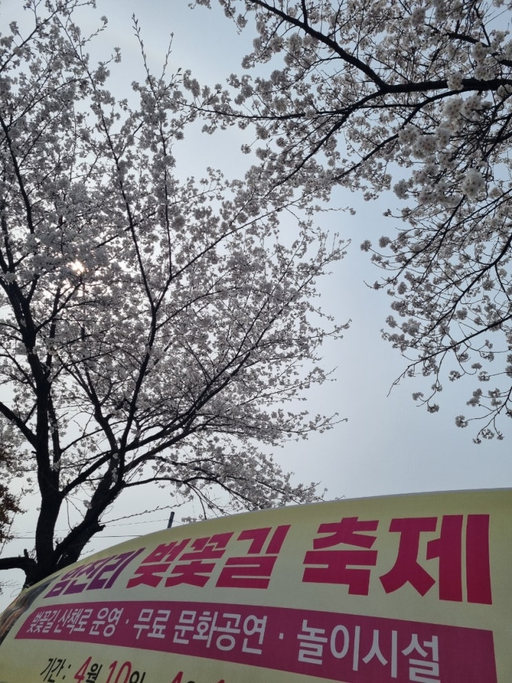  파주 임진리 벚꽃 개화 상황 | 임진리 벚꽃축제 날짜