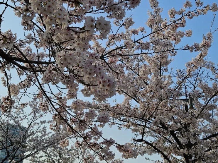  봄이다