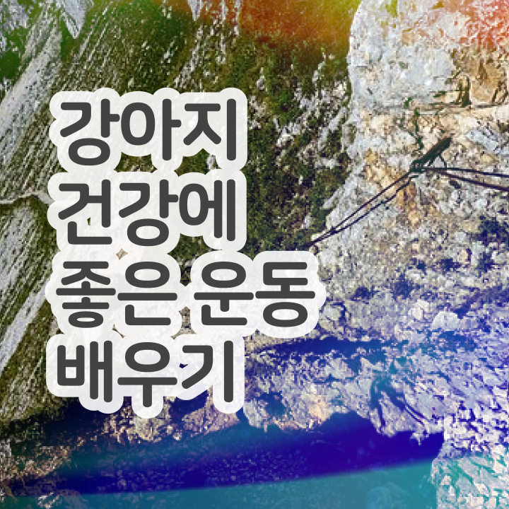  반려견운동지도사 공부 , 반려견운동지도사 자격증 무료인강 알려드립니다
