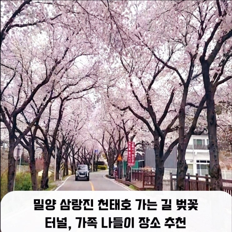  밀양 삼랑진 천태호 가는 길 벚꽃 터널, 가족 나들이 장소 추천