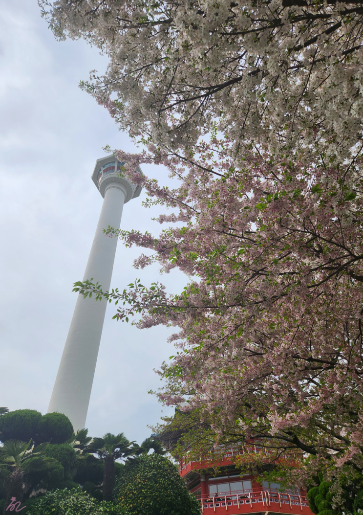  [부산 여행] 벚꽃 명소 용두산미디어파크(용두산 공원) - 벚꽃 개화현황