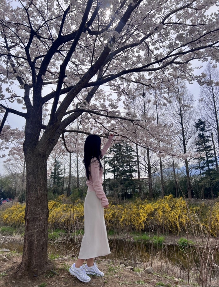  경기도 벚꽃 명소 과천 렛츠런파크 서울 축제 주차 입장료 먹거리 포토존 총정리