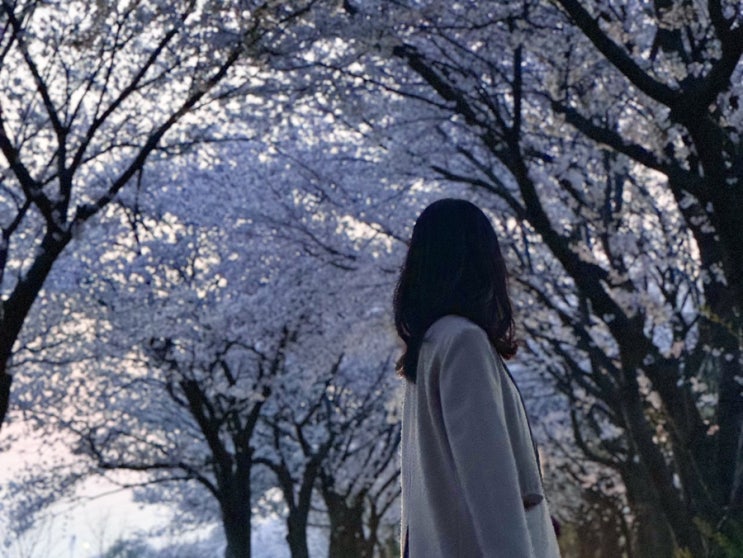  전주 벚꽃 명소 당일치기 꽃놀이  // 아중저수지-가마피자-돌우물집고기두루치기-비비정