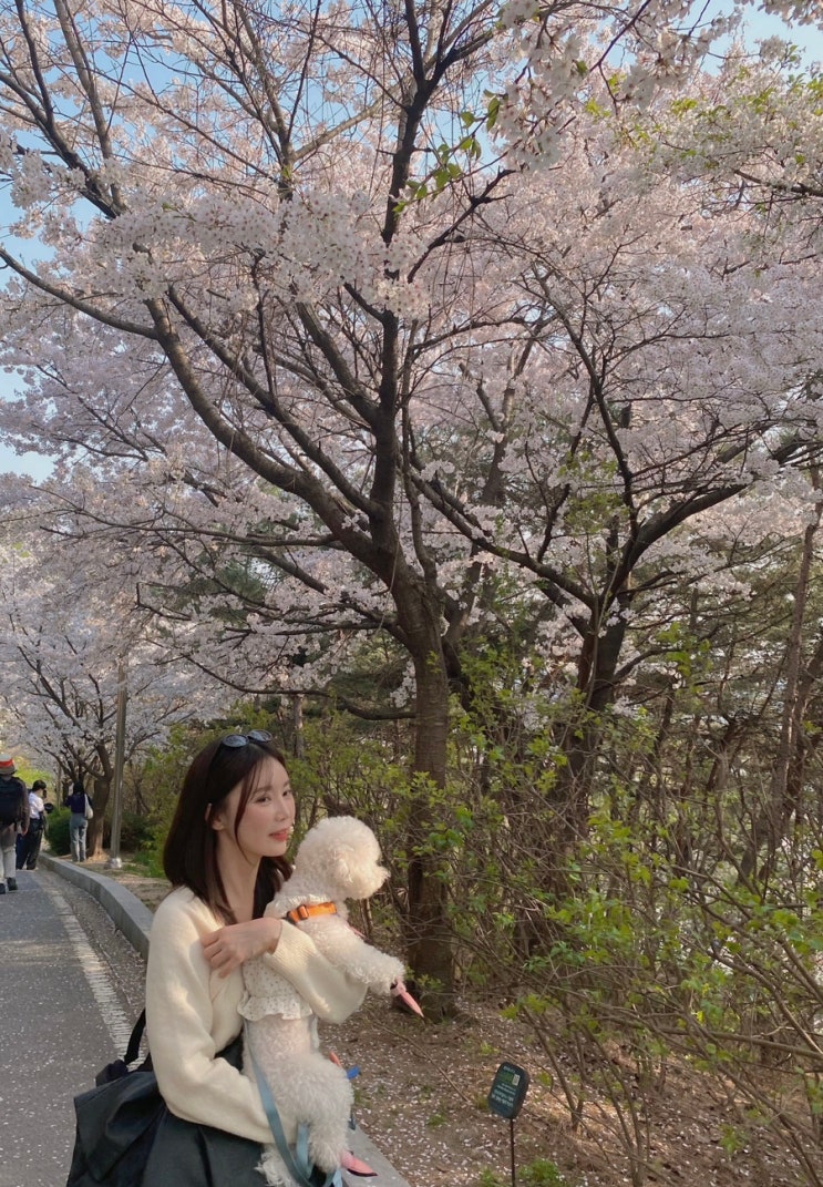  서울 벚꽃 명소 혜화동 낙산공원 성곽길 데이트 포토존 산책코스