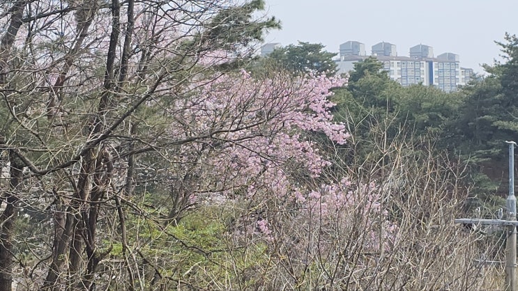  내가 몰랐다. 앞산에 벚꽃이