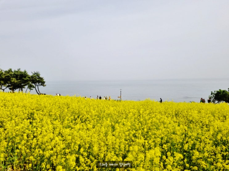  슬도 유채꽃 만개한 울산, 부산근교가볼만한 곳
