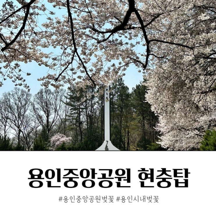 용인벚꽃명소 용인중앙공원 현충탑 벚꽃 나들이