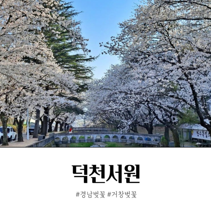  거창 덕천서원 벚꽃 개화시기