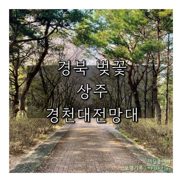  조용한 경북 벚꽃 명소 | 상주 경천대 국민관광지