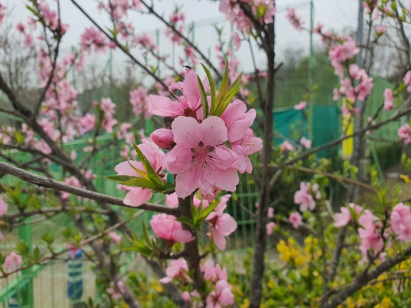 부천 춘덕산 복사꽃축제 : 네이버 블로그